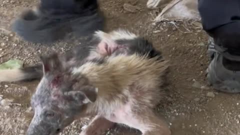 Sick and Thrown in the Trash… But Still Fighting for His Life! 💔🗑️🐶