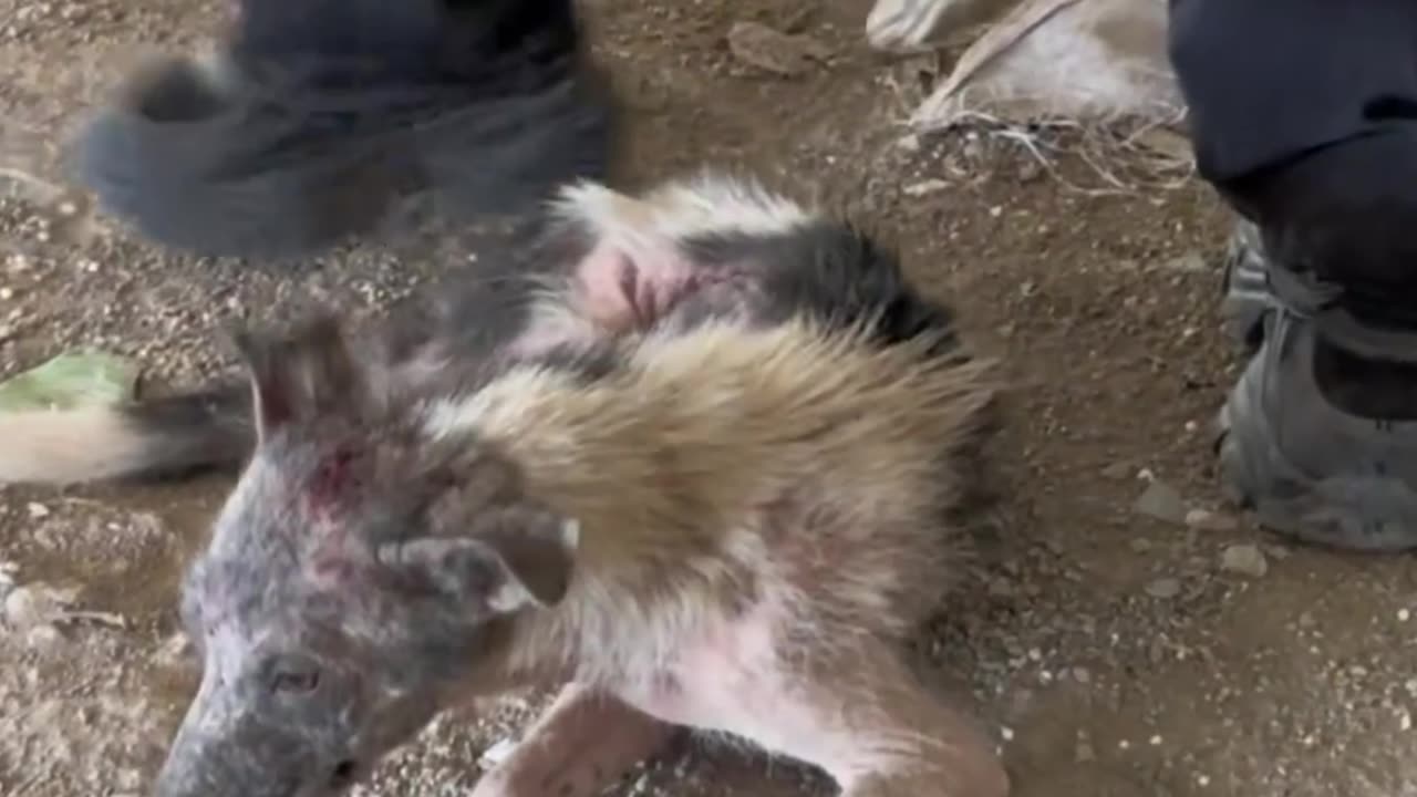 Sick and Thrown in the Trash… But Still Fighting for His Life! 💔🗑️🐶