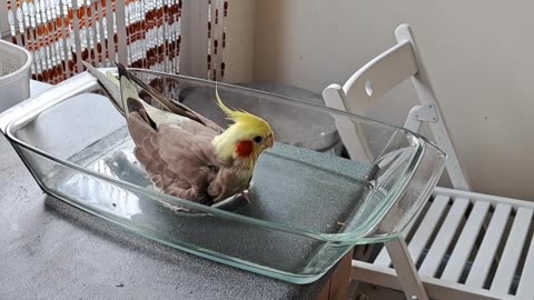 Quincy Bathtime is a Sedate Affair