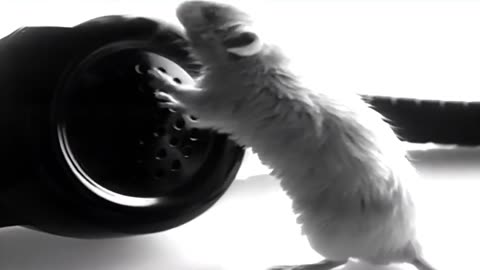 When Rap Videos Were Still Fun!