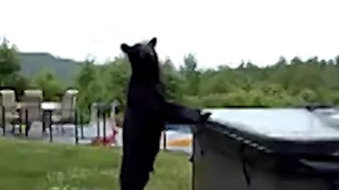 Polite Bear Rings Doorbell Before Visiting Hot Tub in New Hampshire