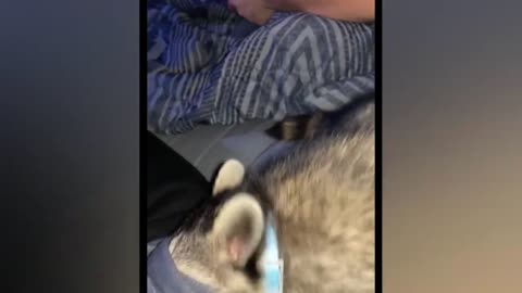 Best Funny Animal Video