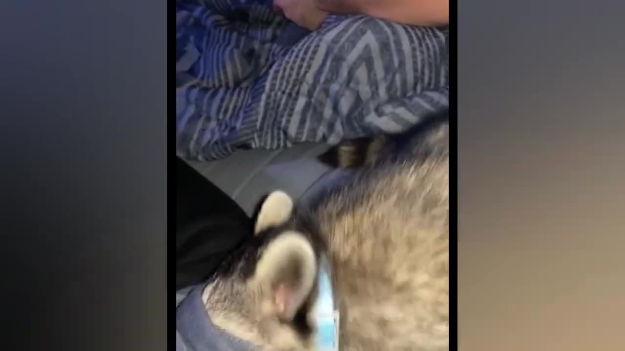 Best Funny Animal Video