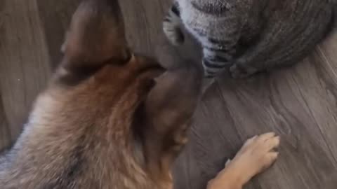 Warning: This video contains extreme cuteness & laughter overload! 🚨