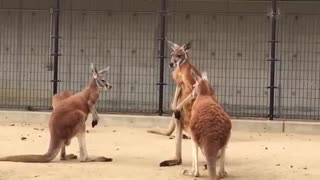 Kangaroos Fighting