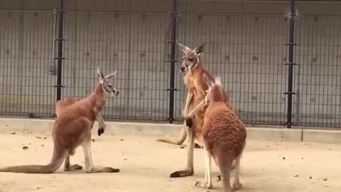 Kangaroos Fighting