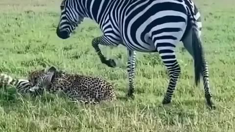 🦓💥 EPIC ZEBRA MOM SAVES BABY FROM CHEETAHS! 😱🐆