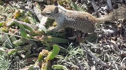Squirrels Snacking at the Beach - A Classic #animals #shorts #nature