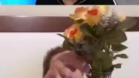 Only for funny moments video
