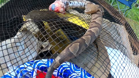 Flock it farm: Copperhead snake