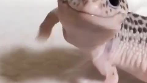 Happy To See You