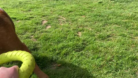 backyard tug o war 32908403298423