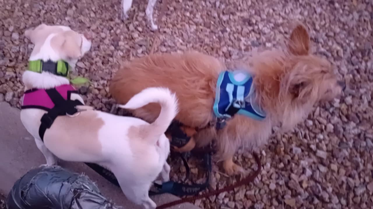 Kiko ChaCha can doggies sense rain coming or does lure of doggie walk supersedes this maybe202596787