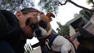 ChaCha Rayo on doggie walk rest_20251108_172129488