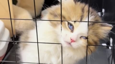 Cute cat