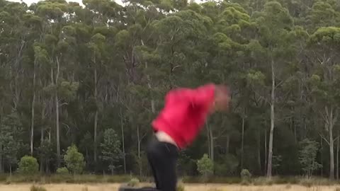 If animals did parkour