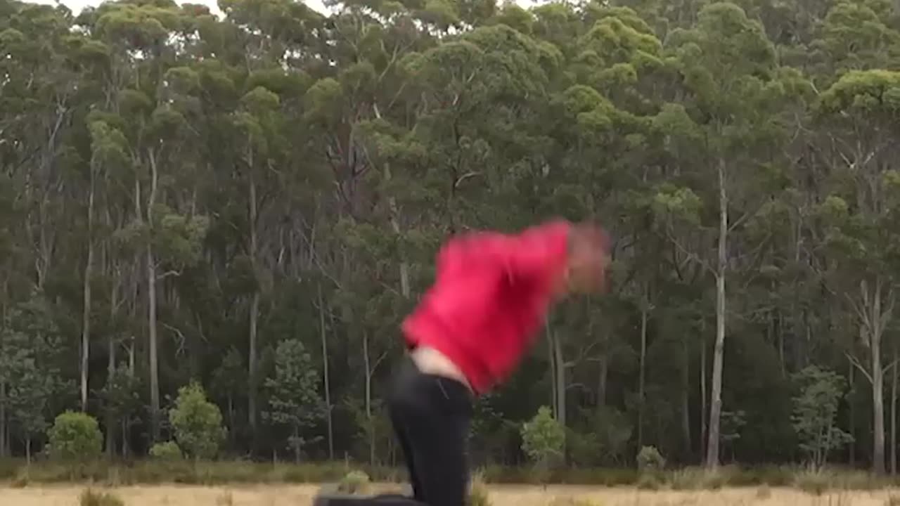 If animals did parkour