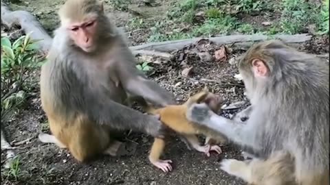 Monkey comedy Videos 🤣 so cute monkey 🐒 Mothbaby