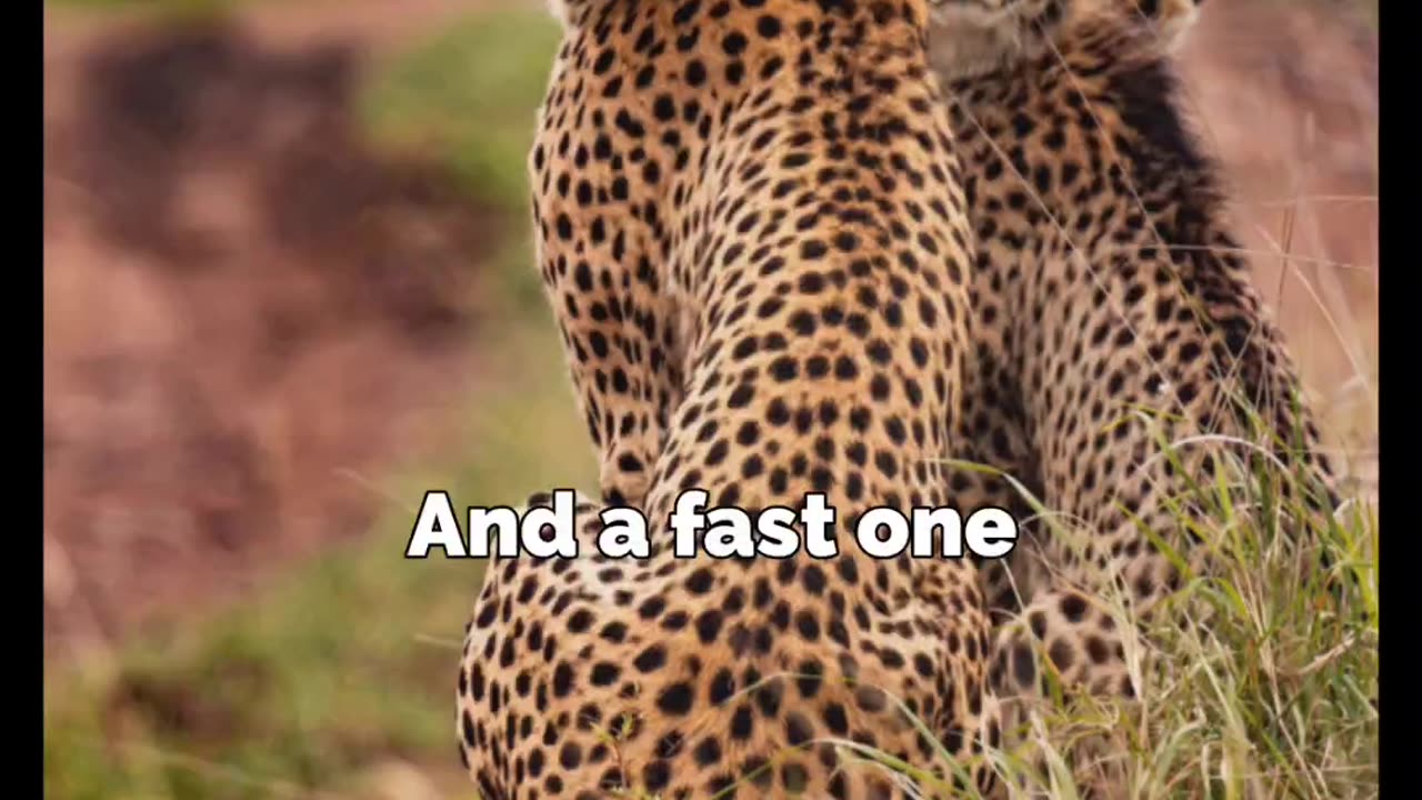 Mammals