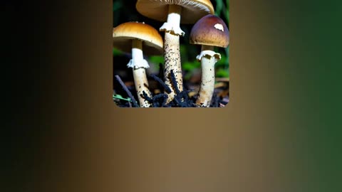 "Mushroom Garden" by RedSixerFan 10/21/25