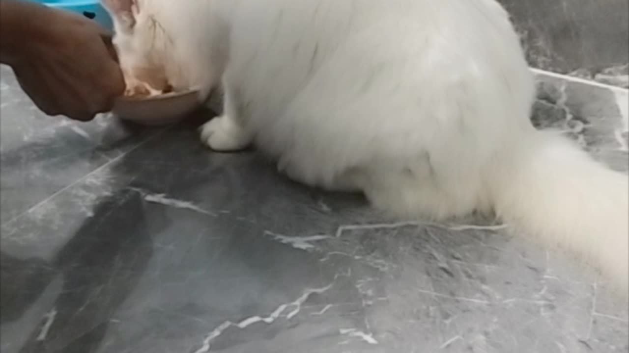Cat cute