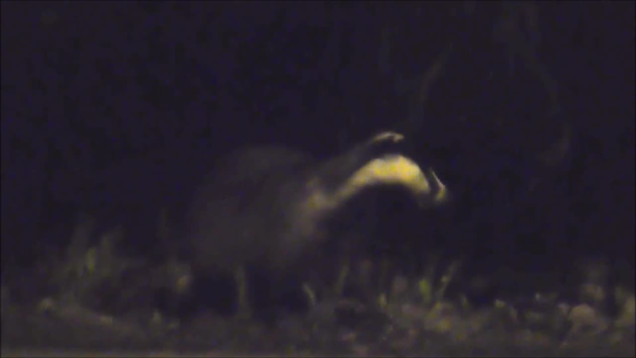Perinteinen Mäyrävideo