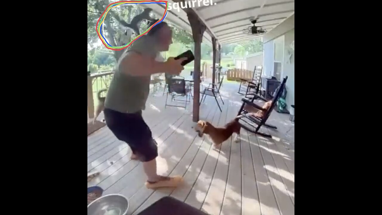 SQUIRREL ATTACK HOME OWNER🐕🏡🚶‍♂️🌳🐿️📸ON HOUSE VERANDA🏃‍♂️🏡🐿️💫