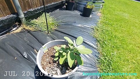 52 Sundays! Some of these herbs are struggling. . .