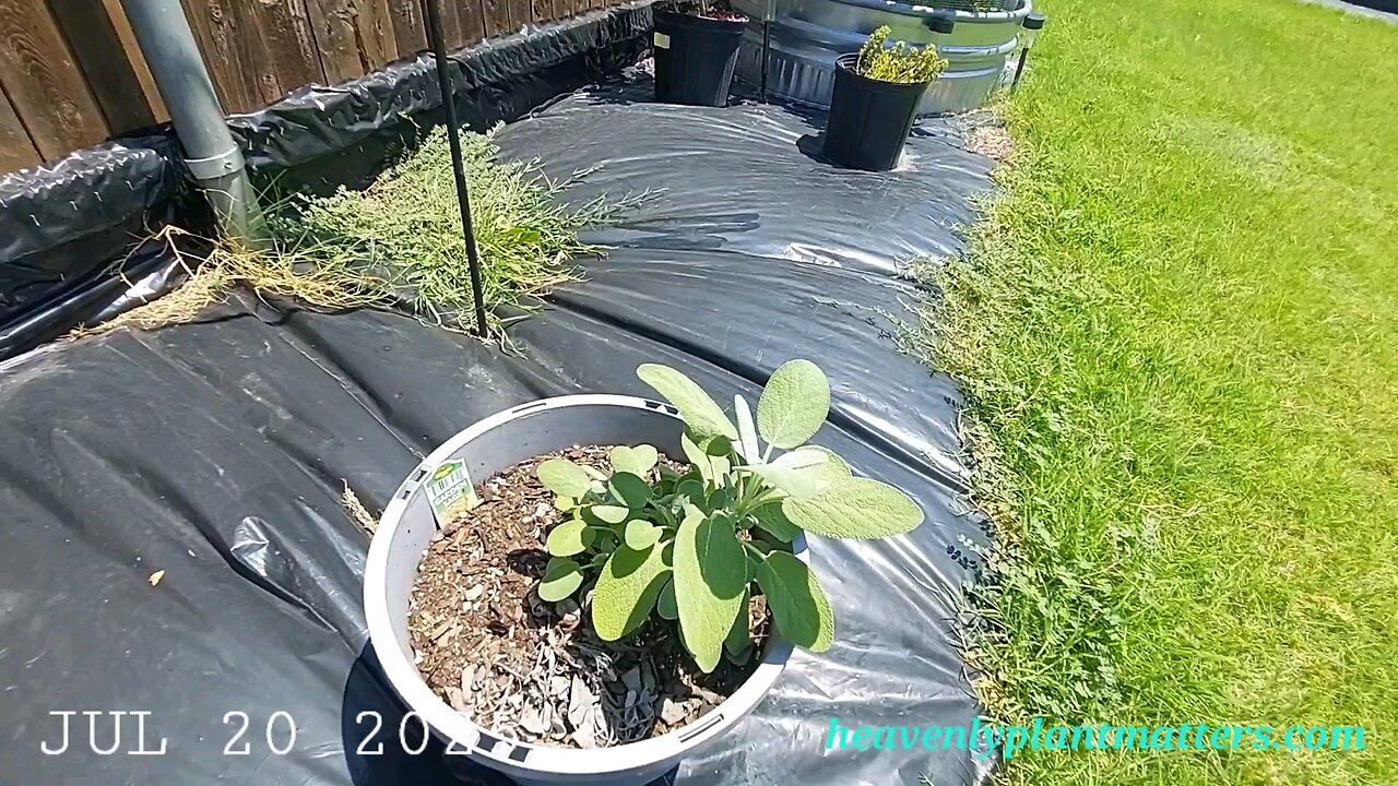 52 Sundays! Some of these herbs are struggling. . .