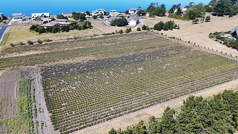 DJI Air 3 Over Western Sun Lavender Farm
