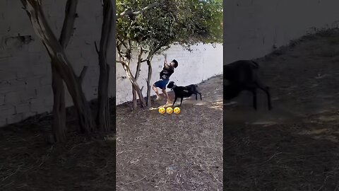 Animals Funny Compilation #funnyanimals #animals #pets #shorts