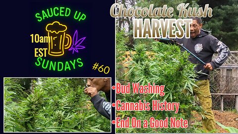 Sauced Up Sundays: Chocolate Kush Harvest #60
