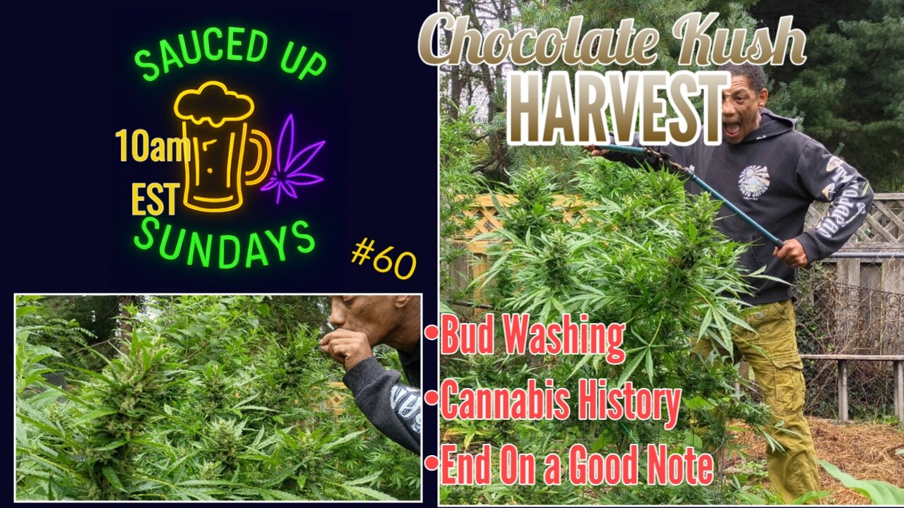 Sauced Up Sundays: Chocolate Kush Harvest #60