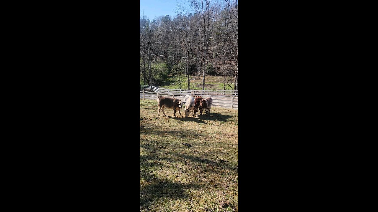 Shorthorn Plus heifers 2025.