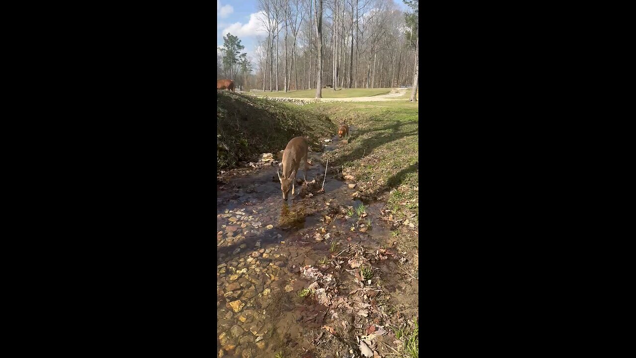 Bo walking down the creek