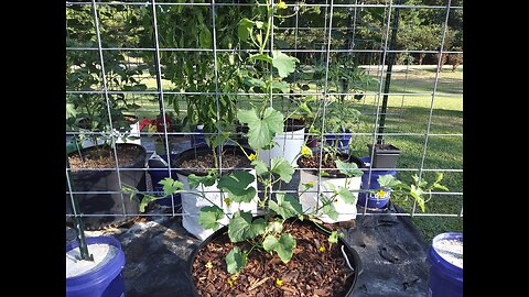 Espalier Your Cantaloupe Plants 9/20/25