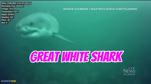 Great White Shark. #shorts #adventure #motovlog