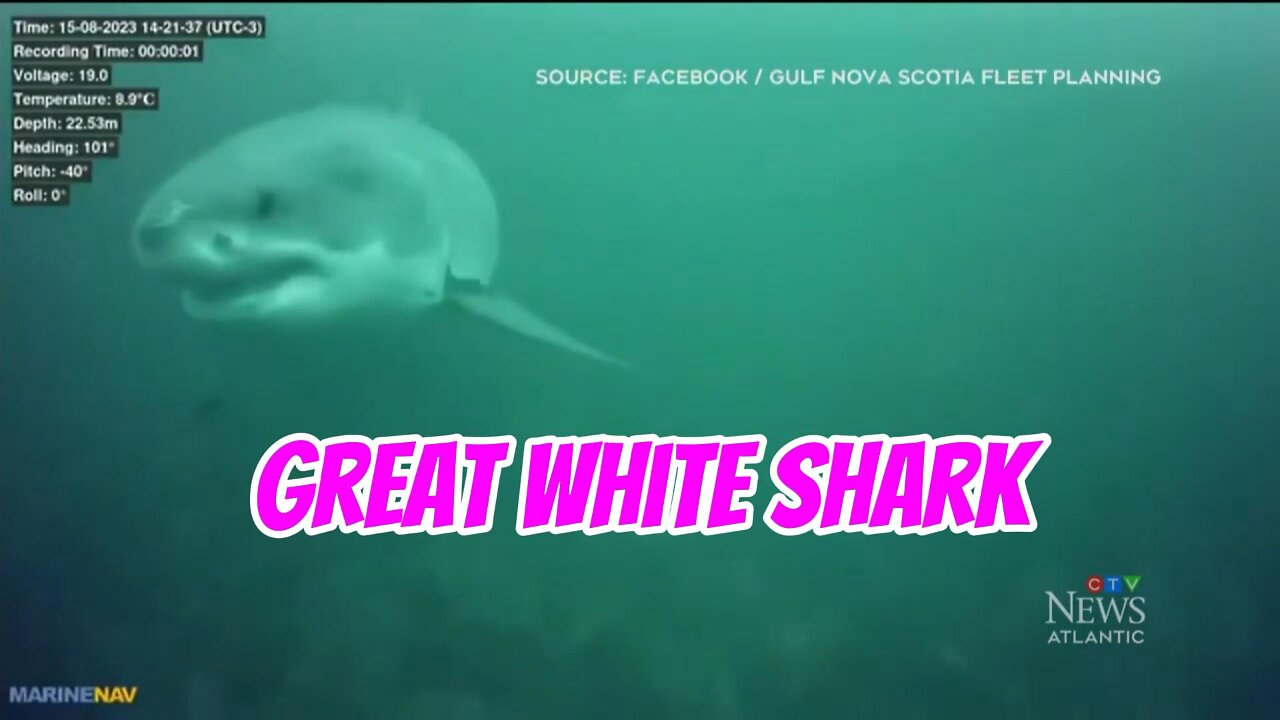 Great White Shark. #shorts #adventure #motovlog