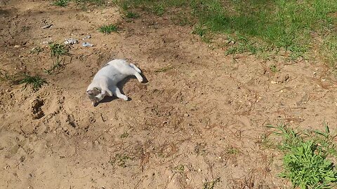 Bob cats having fun, little girl has no tail