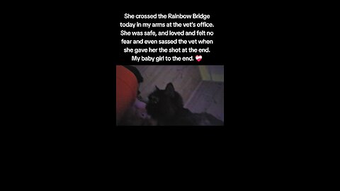 Blackie Rose crossed the Rainbow Bridge today in my arms at the vet's office.