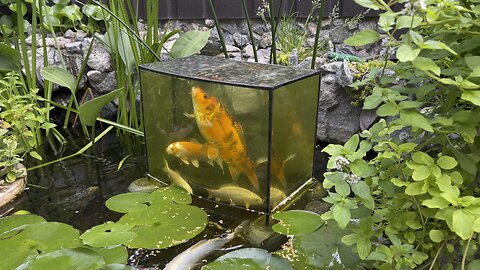 Feeding fish