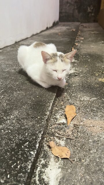 Calm Street Cat Resting Peacefully | Cute Cat Moments😘🐈❤️