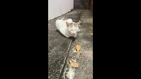 Calm Street Cat Resting Peacefully | Cute Cat Moments😘🐈❤️