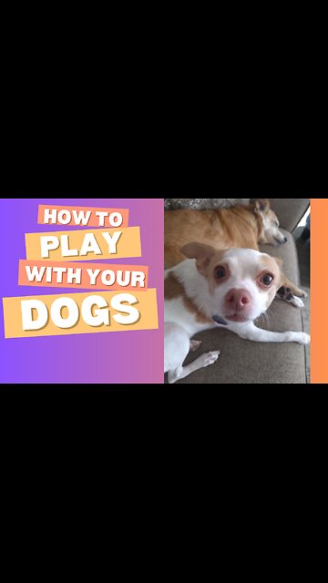 Rat Terrier v. Pomeranian