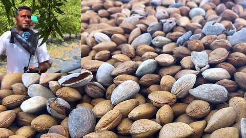 How Are Almonds Grown And Harvested You Haven't Seen So Many Fresh Almonds Yet! - 1080