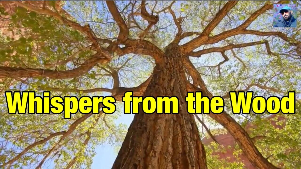 Whispers from the Wood: Unveiling Earth's Most Enigmatic Trees