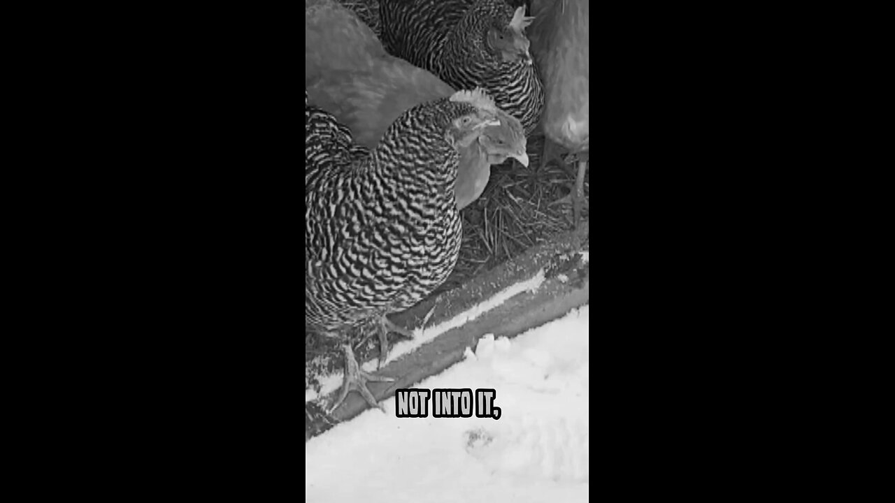 first ❄️ day for the chickens