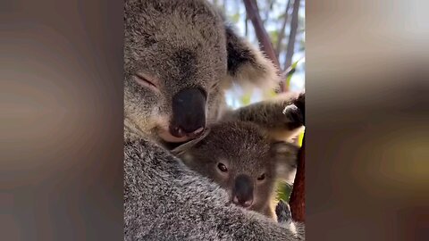 Animals Showing Love to Their Babies | Heartwarming Moments You Must See