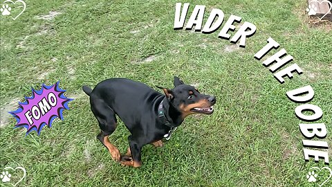 Doberman Reacts to His Own Video 😂 | Vader Can’t Tell If It’s Me or the TV