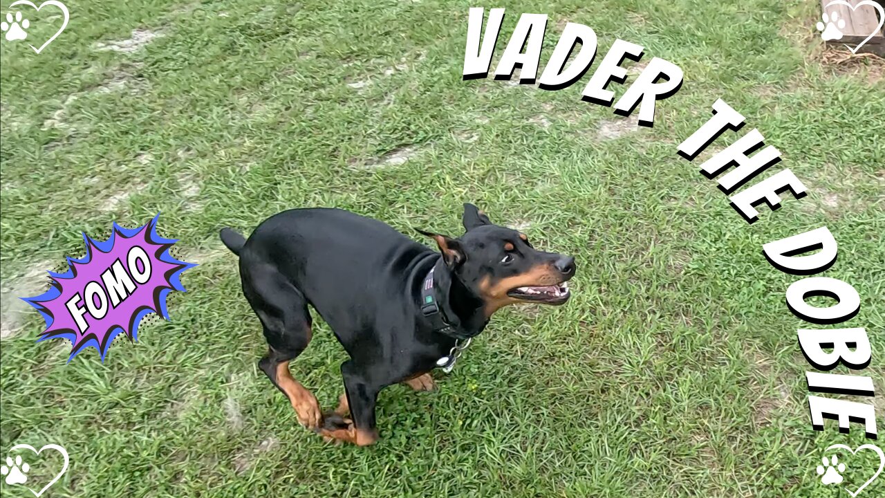 Doberman Reacts to His Own Video 😂 | Vader Can’t Tell If It’s Me or the TV